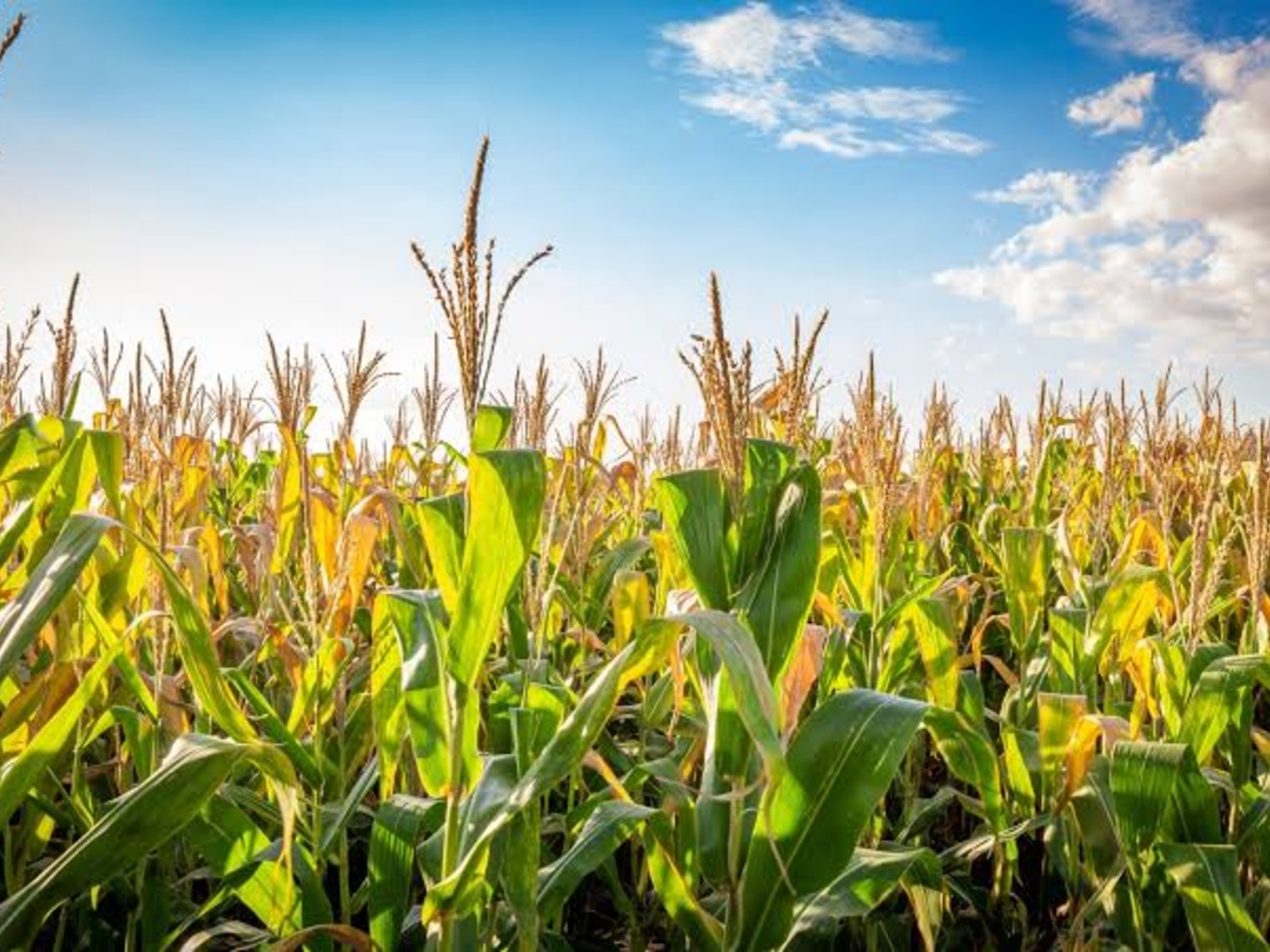 Applicant-uploaded campaign cover for Maize Crop Farm; authenticity not reviewed