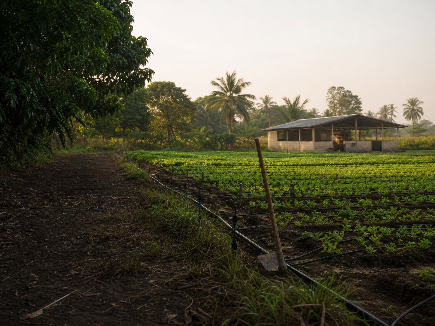 Illustrative tropical farm landscape with irrigation lines and no people
